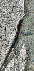 Teira dugesii dugesii