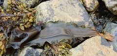 Saccharina latissima