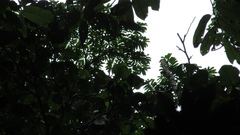 Tachigali panamensis