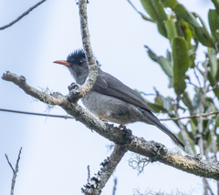 Hypsipetes madagascariensis