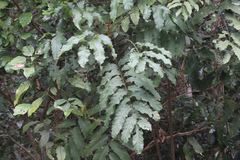 Cupaniopsis newmanii