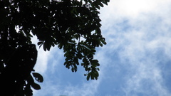 Tachigali panamensis