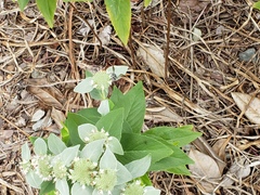 Pygodasis quadrimaculata