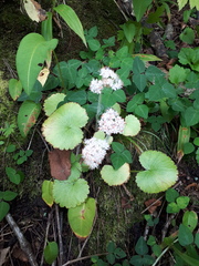 Micranthes manchuriensis