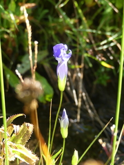 Gentianopsis thermalis