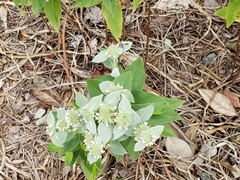 Pygodasis quadrimaculata
