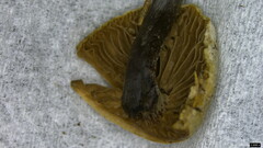 Agaricales