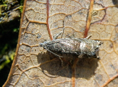 Sereda tautana