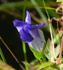 Gentianopsis thermalis