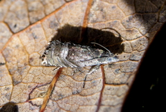 Sereda tautana