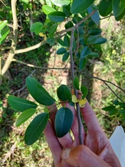 Annona emarginata