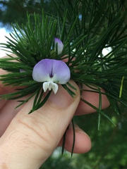 Psoralea pinnata