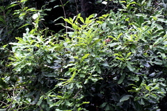 Macadamia integrifolia