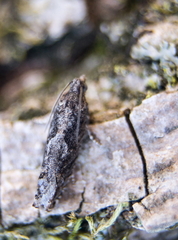 Pseudexentera mali