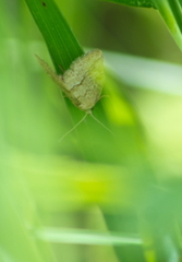 Protodeltote albidula