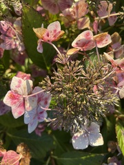 Hydrangea macrophylla