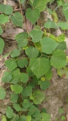 Ampelopsis glandulosa hancei