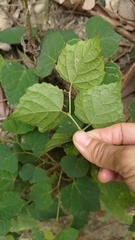 Ampelopsis glandulosa hancei