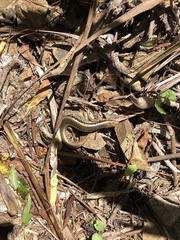 Oligosoma kokowai