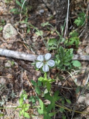 Geranium richardsonii