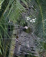 Thelacantha brevispina