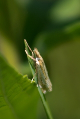 Crambus saltuellus