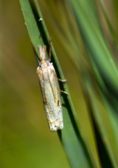 Crambus saltuellus