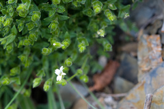 Cerastium morrisonense