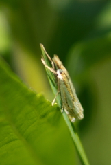 Crambus saltuellus