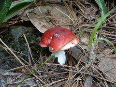 Russula persanguinea
