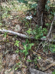 Geranium richardsonii