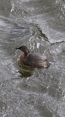 Poliocephalus rufopectus