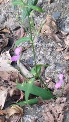 Hypoestes cumingiana