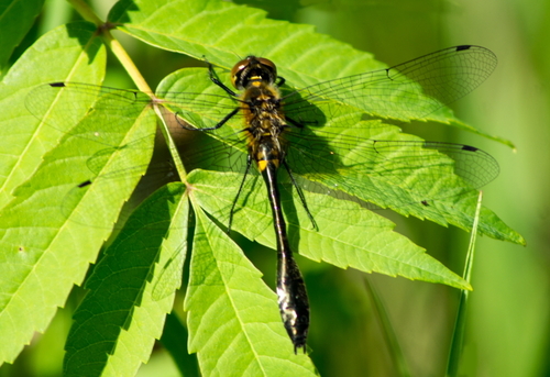 Racket-tailed Emerald photographed in Illinois