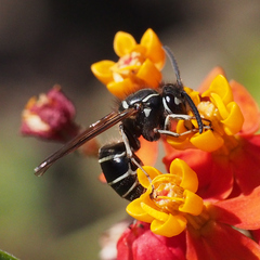 Vespula flaviceps