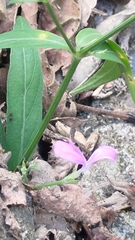 Hypoestes cumingiana
