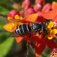 Vespula flaviceps