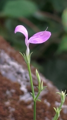 Hypoestes cumingiana
