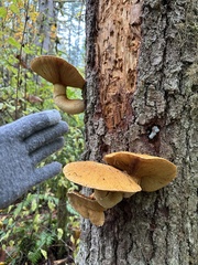 Gymnopilus ventricosus