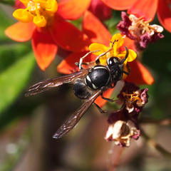 Vespula flaviceps
