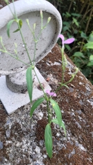 Hypoestes cumingiana