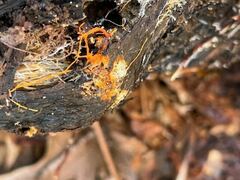 Hydnophlebia