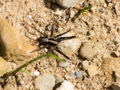 Schizocosa crassipes