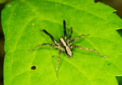 Schizocosa crassipes