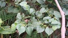 Ampelopsis glandulosa hancei