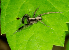 Schizocosa crassipes