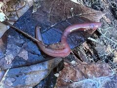 Lumbricus terrestris