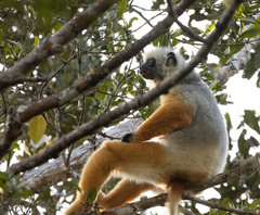 Propithecus diadema