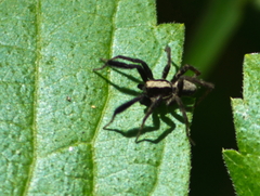 Schizocosa crassipes