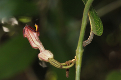 Aristolochia praevenosa